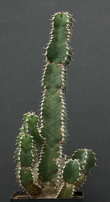 Euphorbia Img_9518