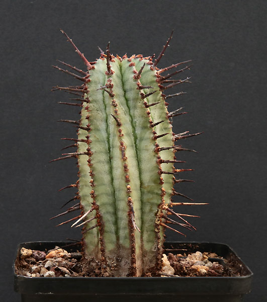 Euphorbia Img_9610