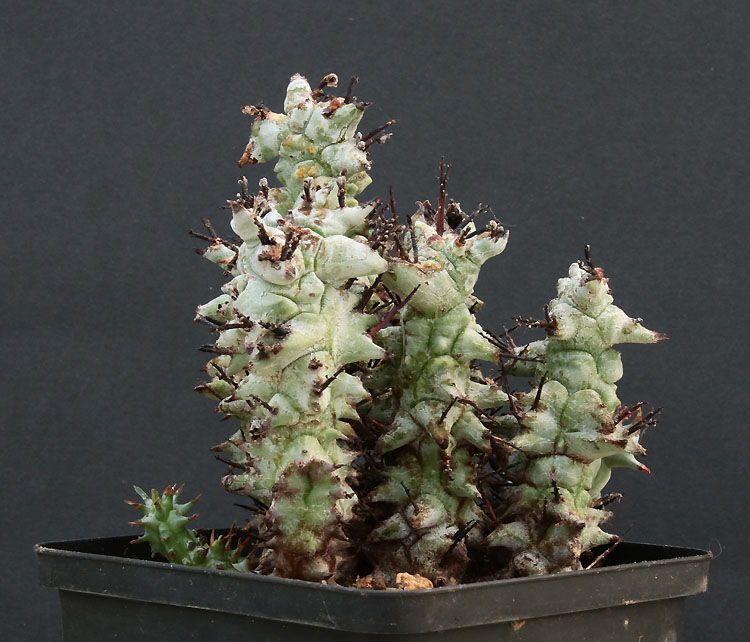 Euphorbia Img_9612
