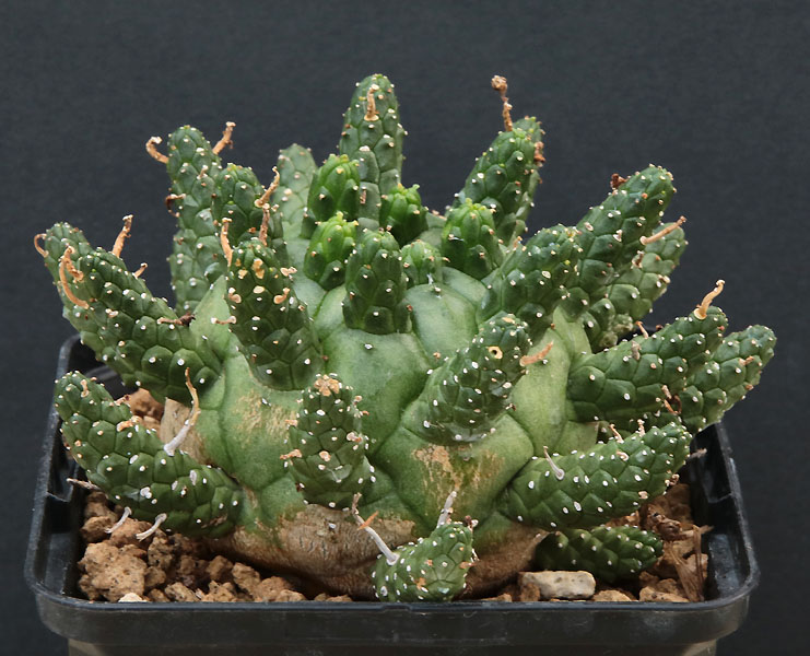 Euphorbia Img_9614
