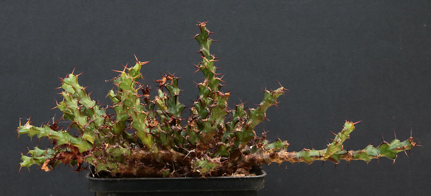 Euphorbia Img_9616