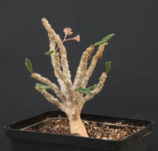Euphorbia Img_9617