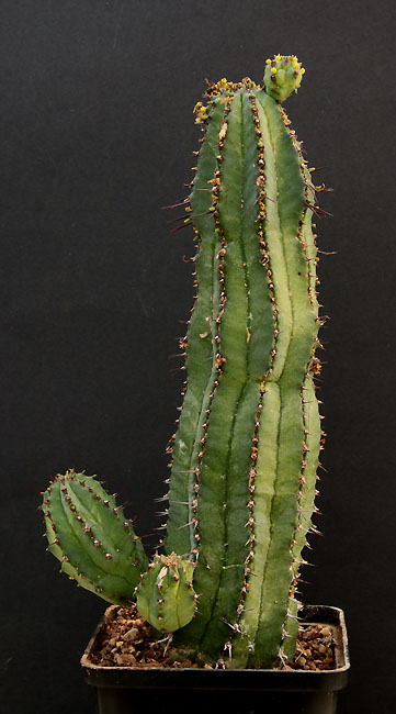 Euphorbia Img_9623