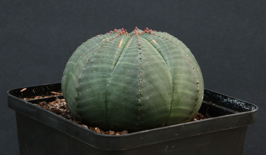 Euphorbia Img_9626