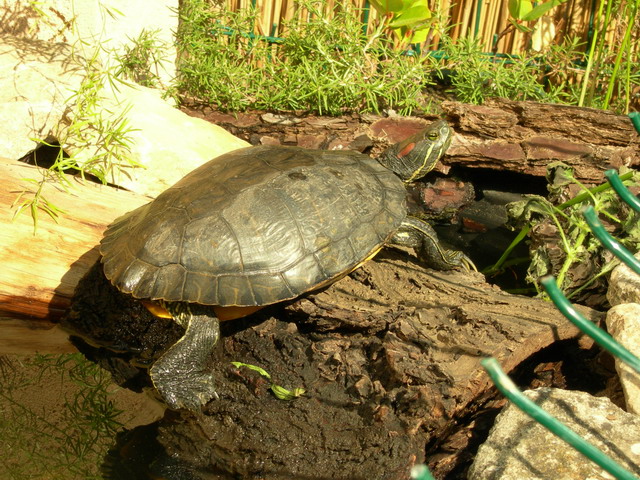 notre bassin pour tortues... Fantom10