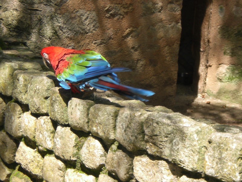 zoo  de branféré Singe_20