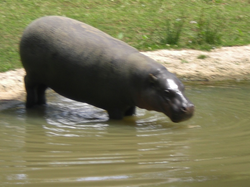 zoo  de branféré Singe_23