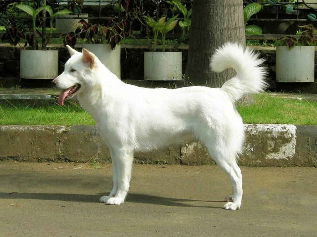 Chien de Bali  362_010