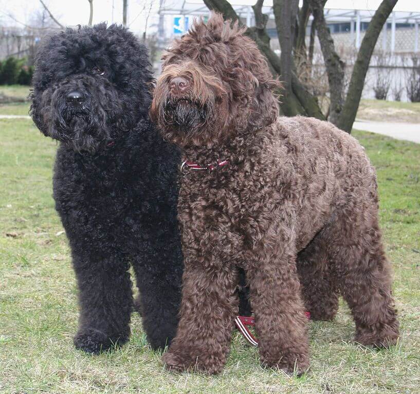 Barbet (chien d'eau français) Barbet10