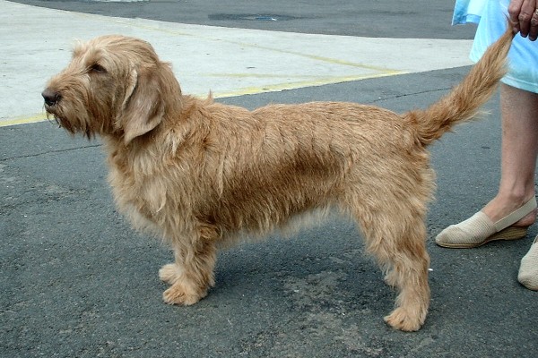 Basset fauve de bretagne  Basset13