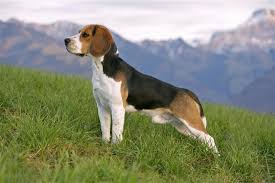 Beagle (Angleterre) Beagle11