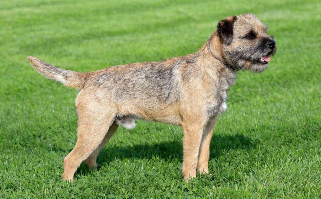 Border Terrier  Border10