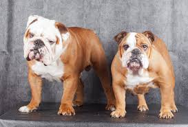 Bulldog anglais  Bulldo10