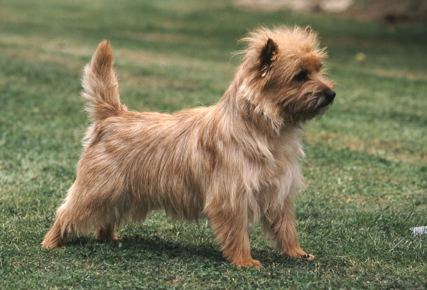 Cairn Terrier Cairn_10