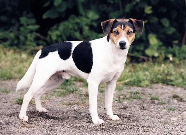 Chien - Chien de Ferme Dano suédois  Chien_15