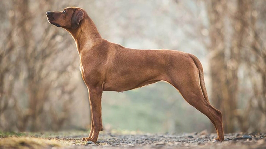 Rhodesian Ridgeback  Rhodes10