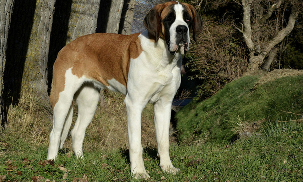 Saint - Bernard  Saint_10