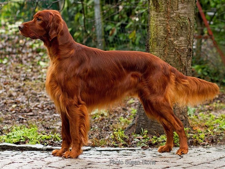 Setter Irlandais Rouge  Setter12