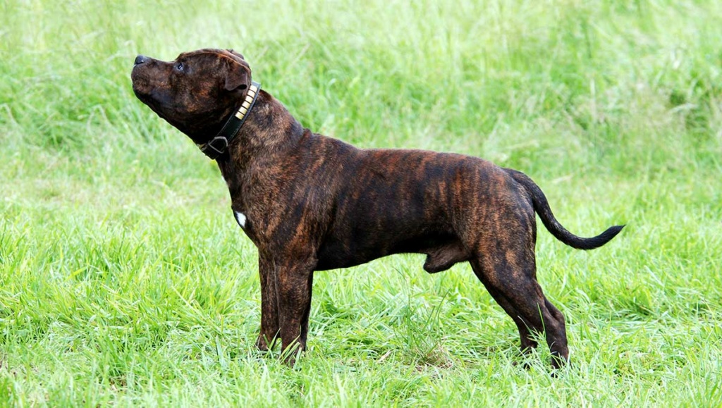 Staffordshire bull terrier  Staffo10