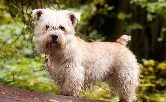 Iris Glen of Imaal Terrier  Terrie13