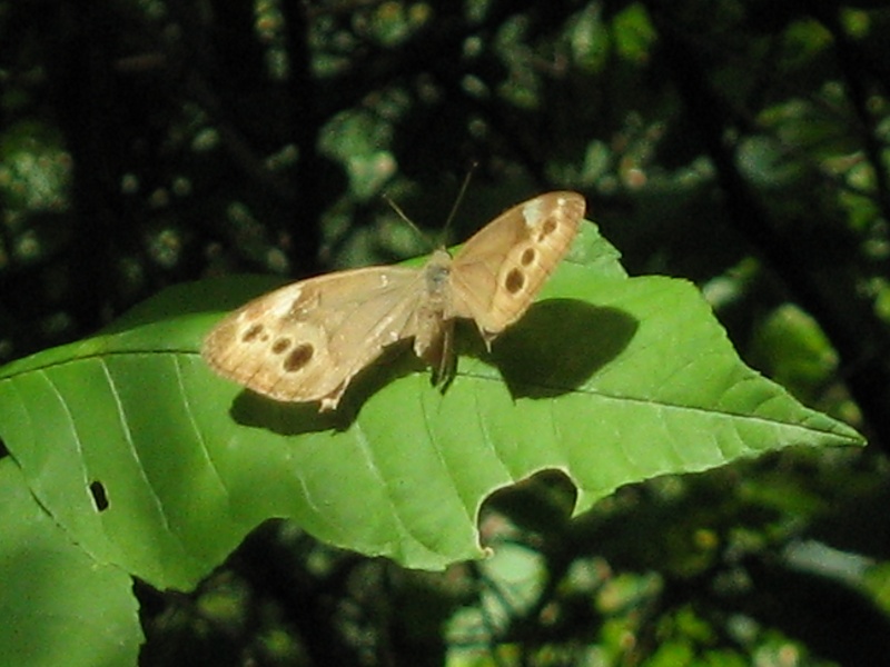 comuseum de Ste-Anne-de-Bellevue 09080818