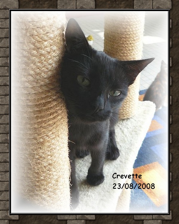 SHIVA (crevette) chatte noire tatoue et sterlise 86/79/37/49 Crevet10