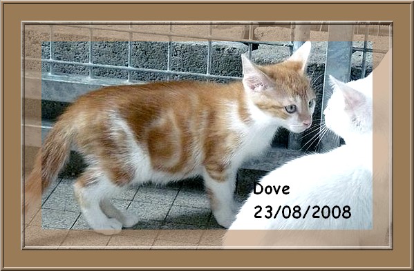Dove, adorable chaton roux et blanc 86/79/37/49 Dove0310