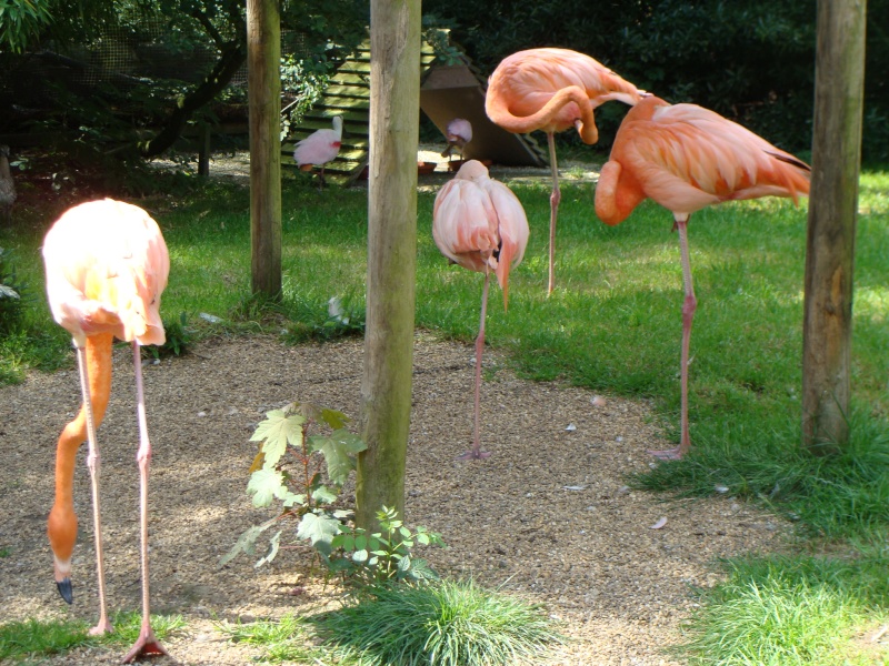 Photos parc Paradisio à Brugelette (Belgique) Dsc00822