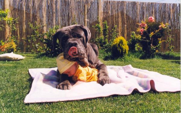 Dogs like to hug babies too Att00910