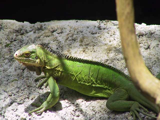 L'iguane vert Iguane10