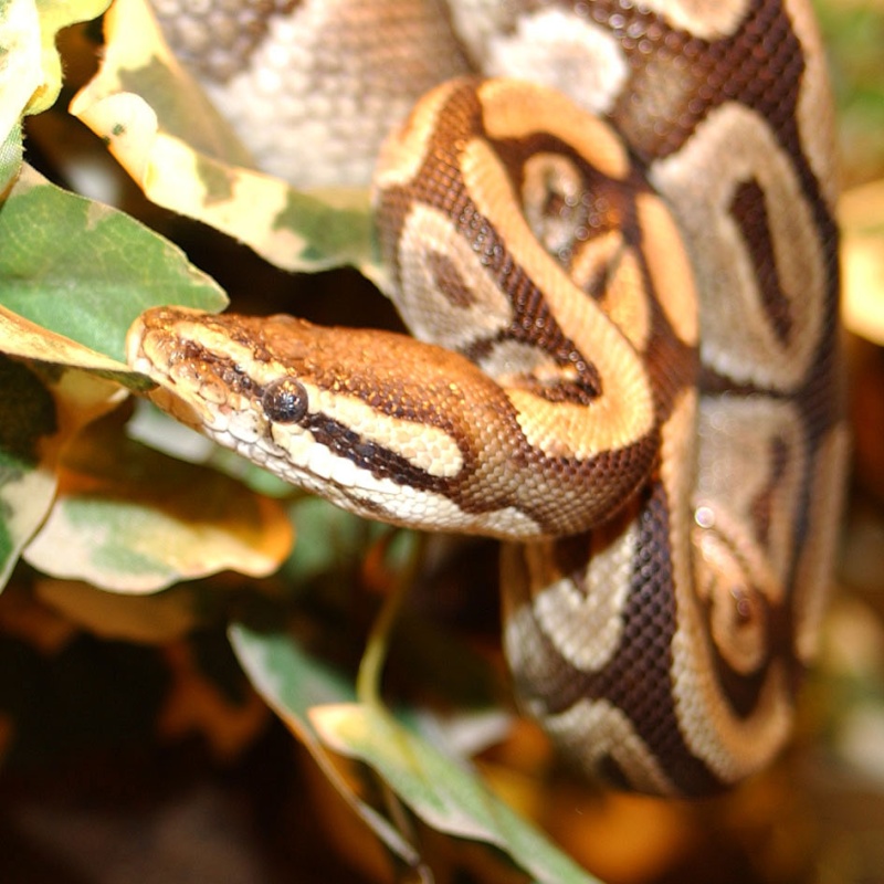 Le python royal Python10