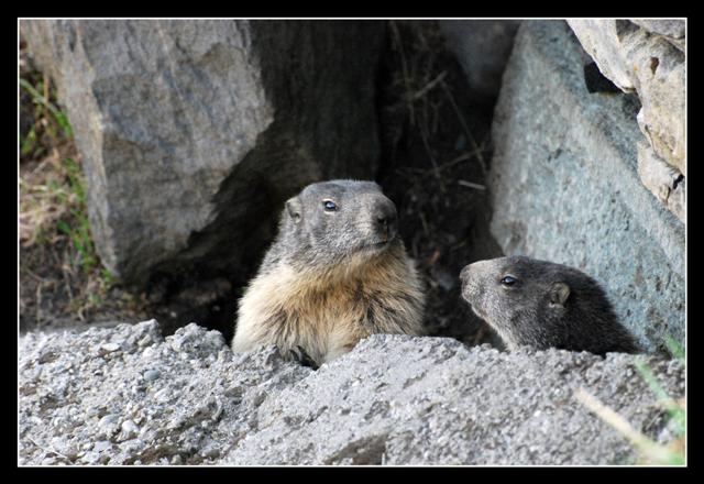Marmottes ... Dsc_5510