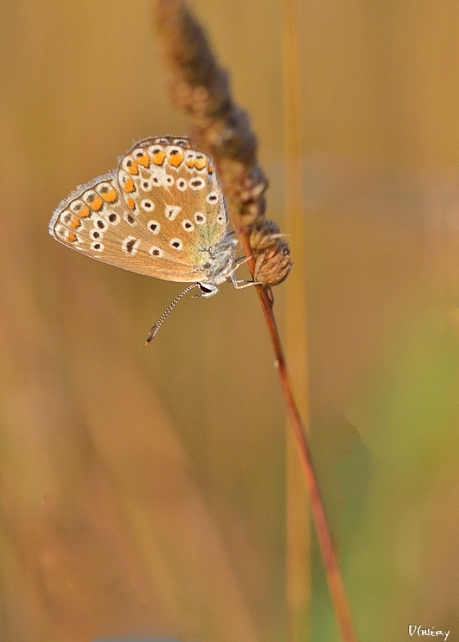 Papillons-Suite-+ajouts Dsc_2410