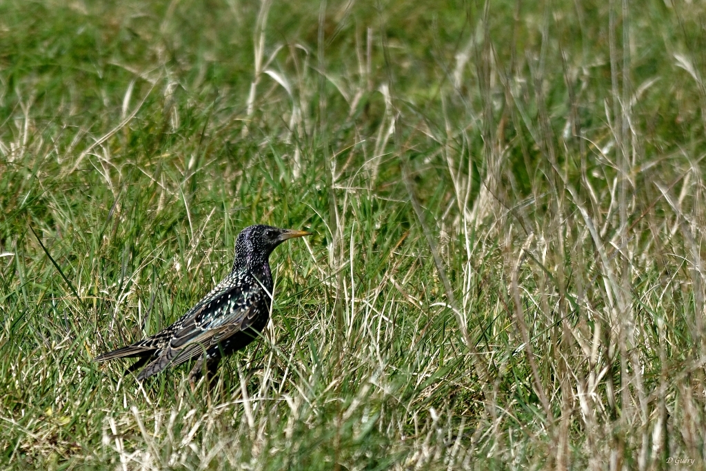 L'étourneau+ajouts Dsc_7710