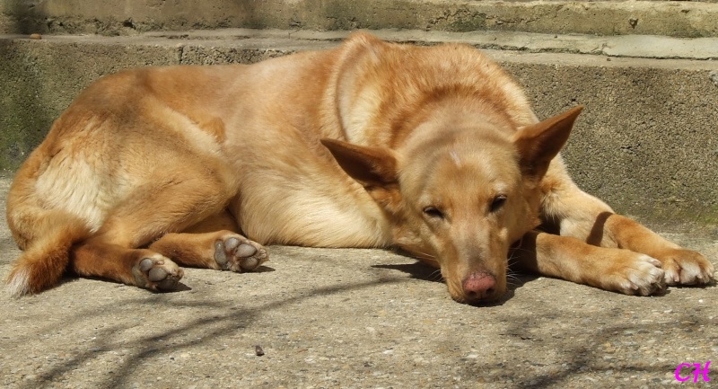 Frida, croisée galga, 4 ans et demi, Tabanac (33) Fri10