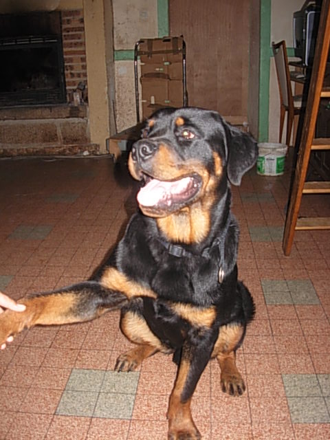 Lou, Rottweiler mâle (Orne, 61) Dscn2310