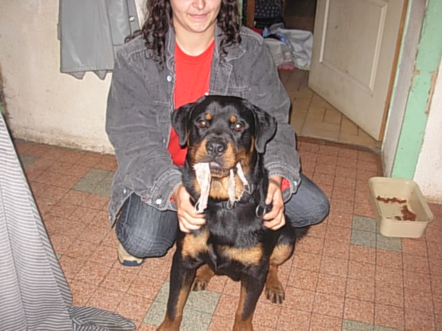 Lou, Rottweiler mâle (Orne, 61) Dscn2311