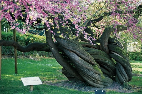 Cherchons nos Arbres Vénérables - Page 3 41283710