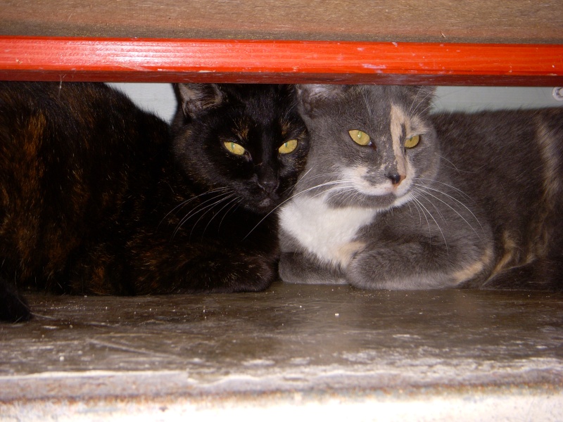 Gribouille, écaille (7 ans), et Moustache, tricolore (6 ans) M_et_g11