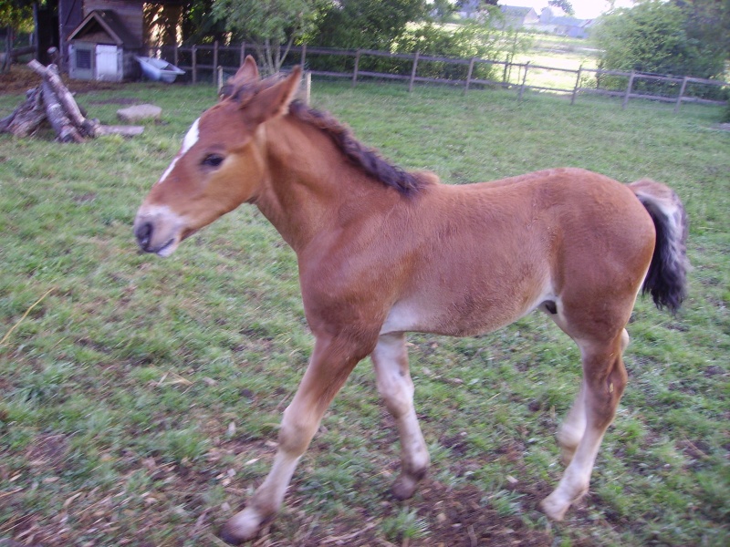 cherche conseil pour mon cob normand de 1mois et demi - Page 2 Imgp0114