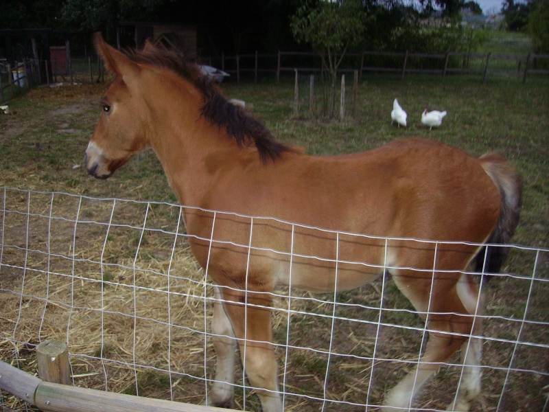 cherche conseil pour mon cob normand de 1mois et demi - Page 2 Imgp0211