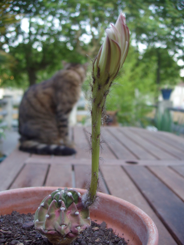 floraison d'un cactus "x" Cactee10