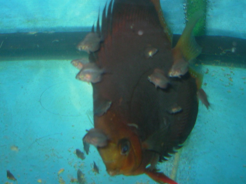 poissons jean yves Discus10