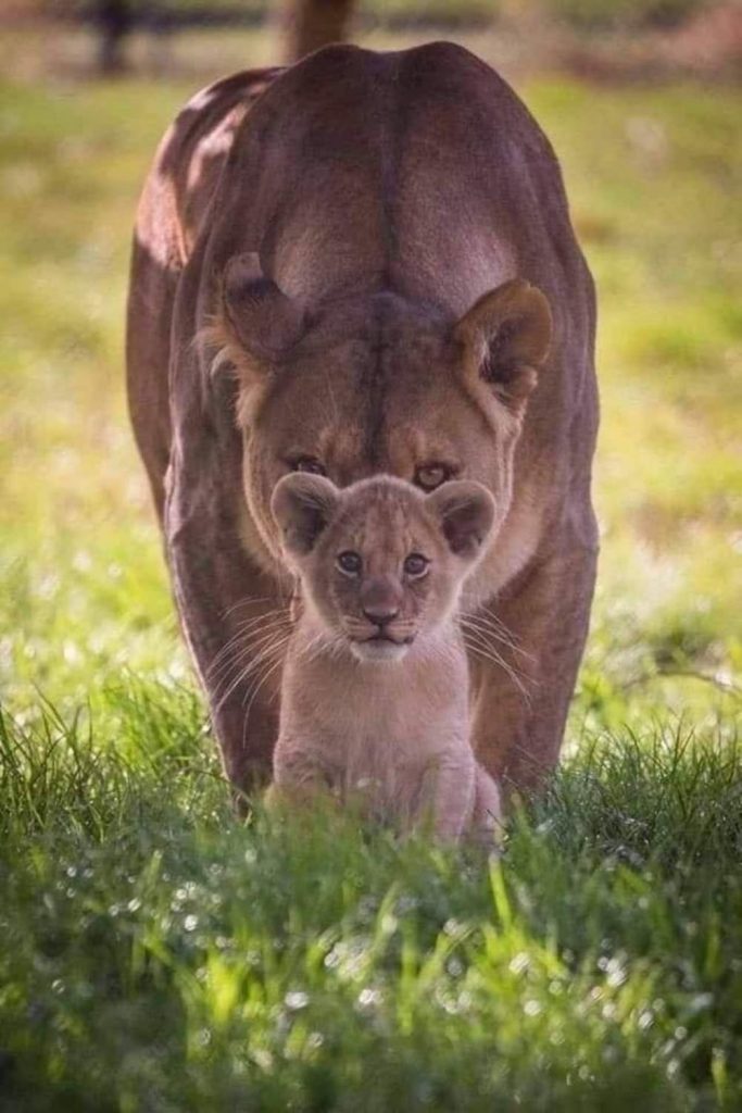 Foto di animali meravigliose - Pagina 7 15-5-610