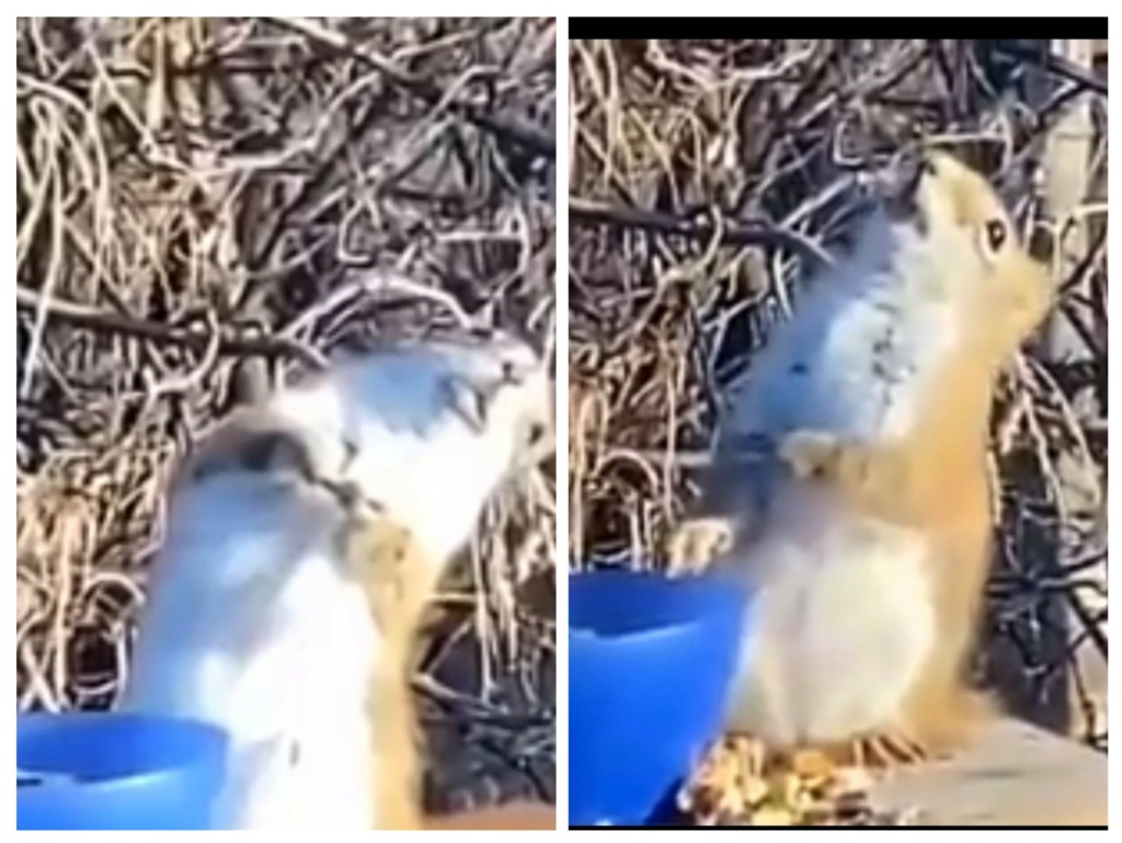 Gli scoiattoli non mangiano solo noccioline - Pagina 7 20240310