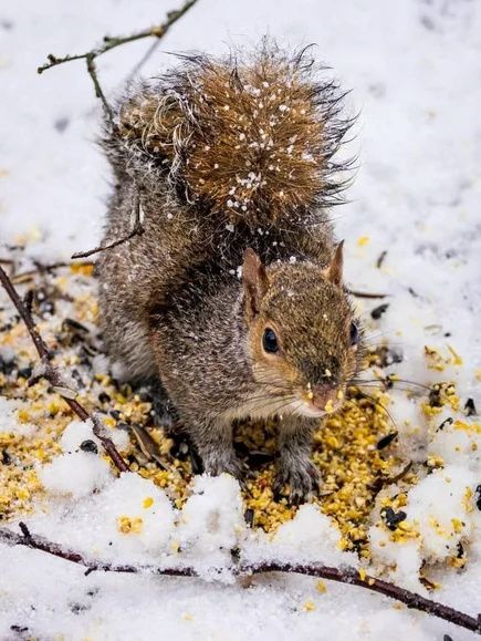 Gli scoiattoli non mangiano solo noccioline - Pagina 7 2iovnq10
