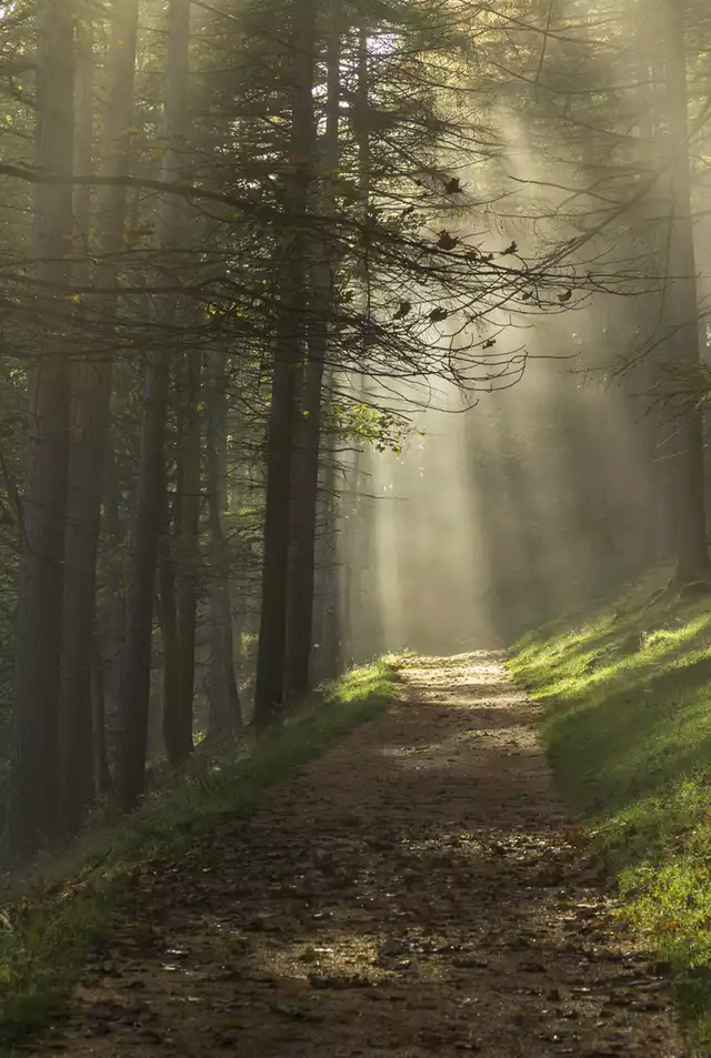 Quella strada nel bosco 2toblm10