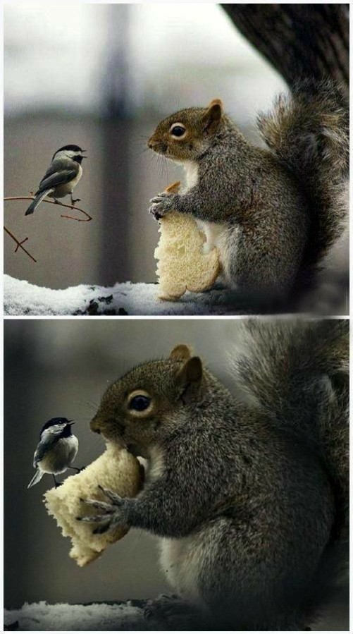 Gli scoiattoli non mangiano solo noccioline - Pagina 6 2yzi3l10