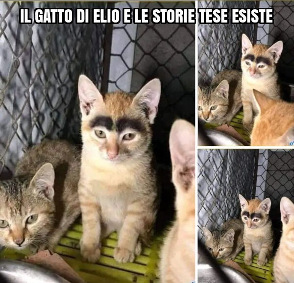  Il gatto  di elio 91300610