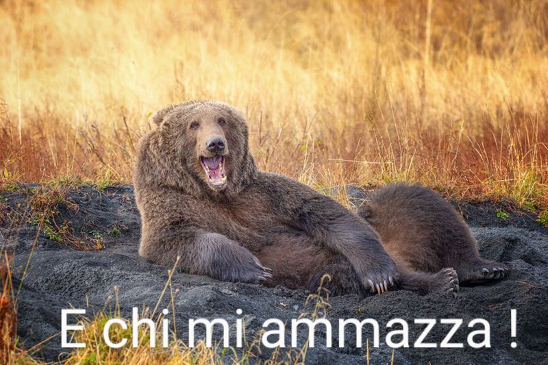 Divertiamoci con gli animali  _1203516